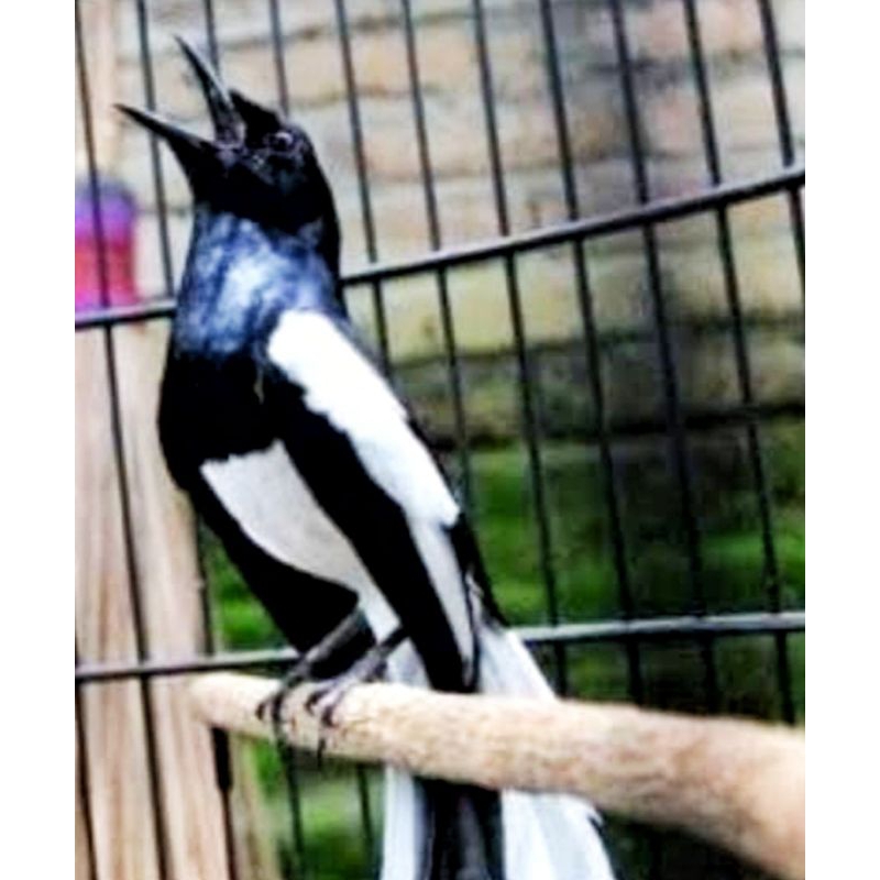 Jual KACER KALIMANTAN Shopee Indonesia