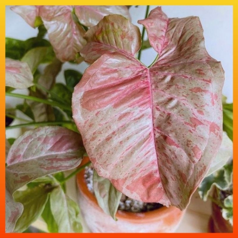 Jual Tanaman Hias Syngonium Pink Spot Rimbun Bunga Singonium Shopee