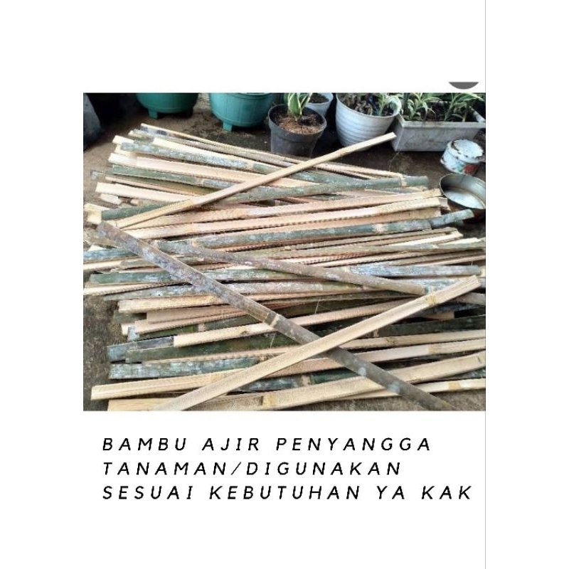 Jual Bambu Turus 100cmbambu Ajir Bambu Bilah Bambu Belah Penyangga Tanaman Shopee Indonesia 