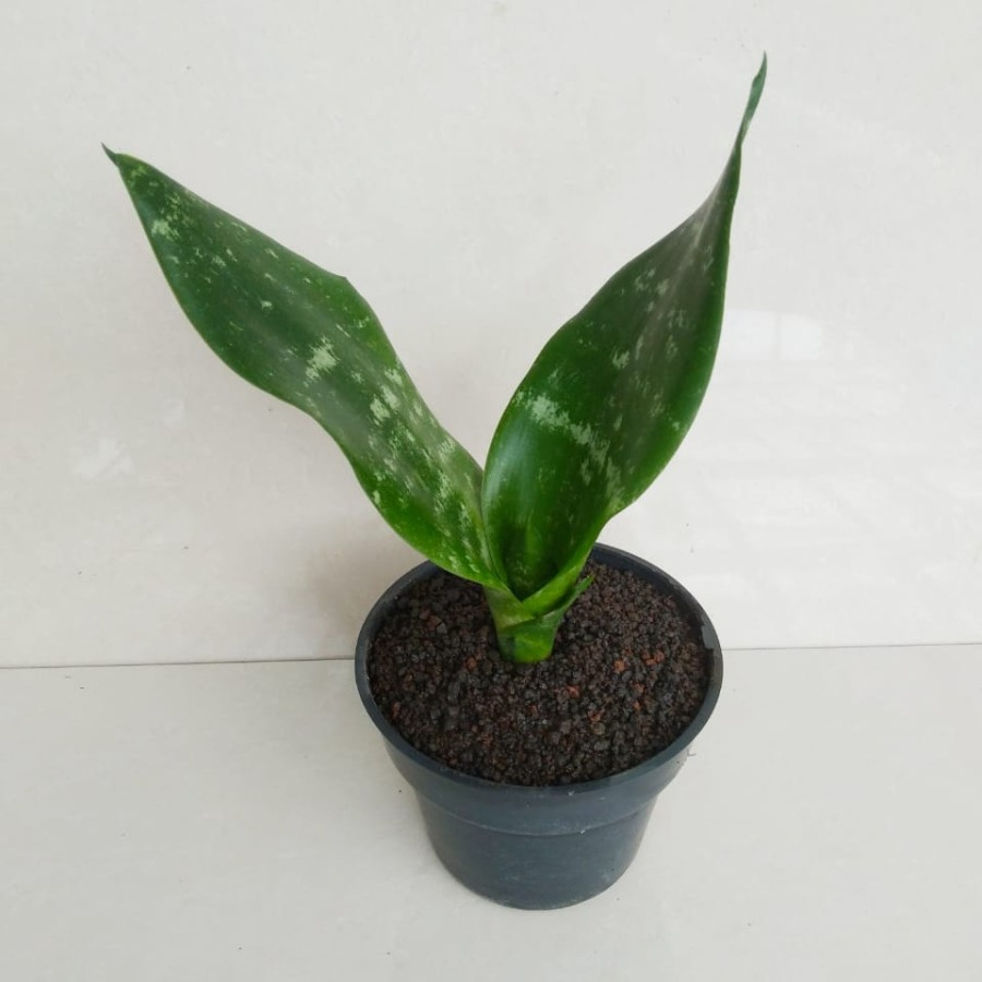 Jual Tanaman Hias Sensivera Sansevieria Black Robusta Shopee Indonesia