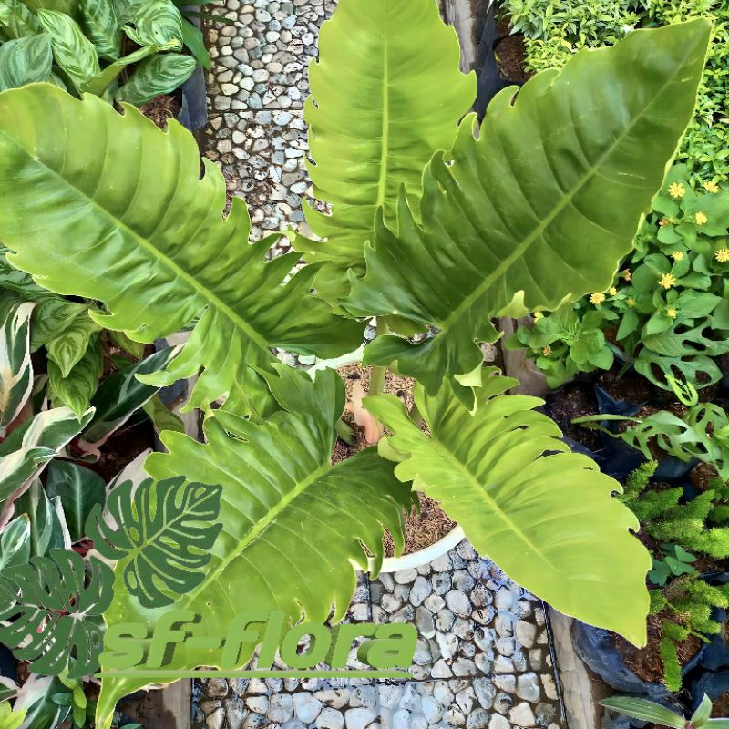 Jual Tanaman Hias Philodendron green Saw-philodendron green Saw | Shopee  Indonesia