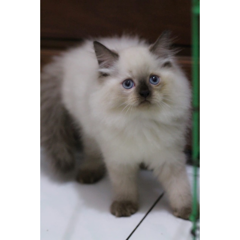 Jual kucing persia kitten persia himalaya sealpoint jantan Shopee