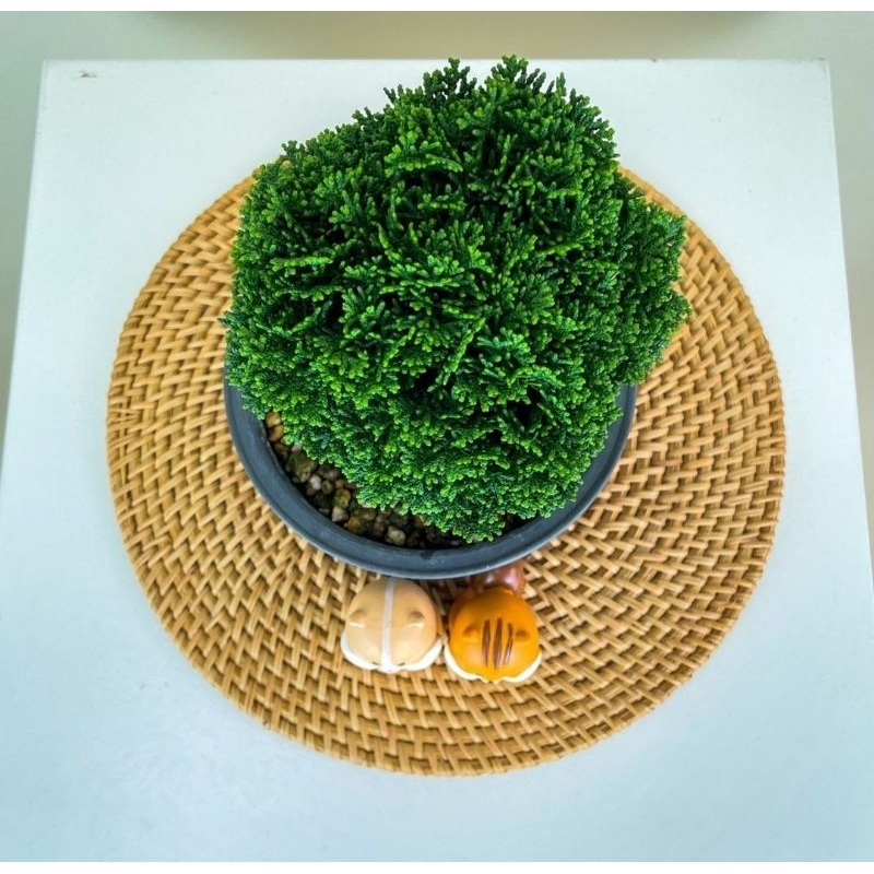 Jual Bonsai Cemara Hinoki Japan - Original besar indukan | Shopee Indonesia