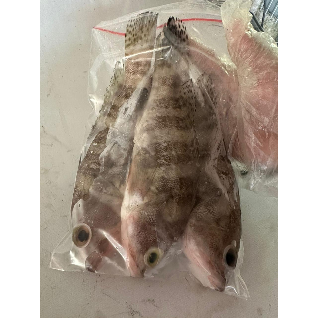 Jual Kerapu Air Laut 500g Ikan Segar Fresh Shopee Indonesia