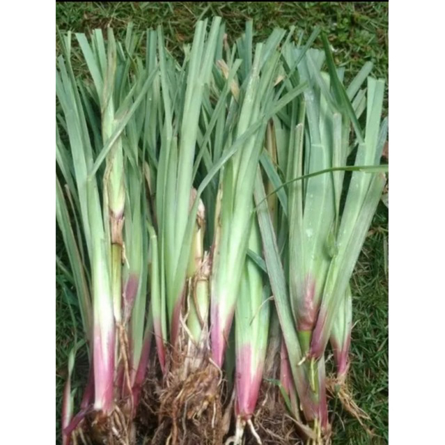 Jual bibit rumput satria ( pakan kambing,sapi,kerbau dll ) | Shopee ...
