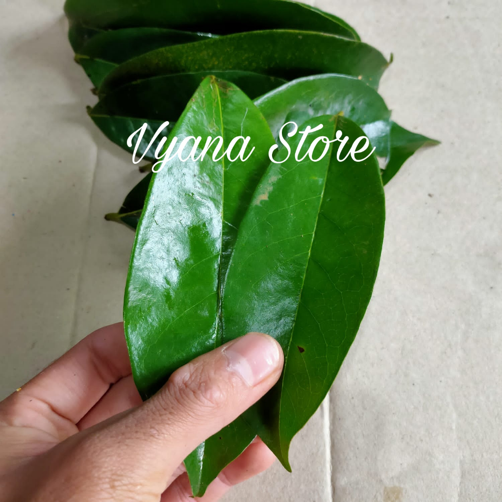 Jual Daun Sirsak Segar 100 Lembar Herbal Shopee Indonesia 2549