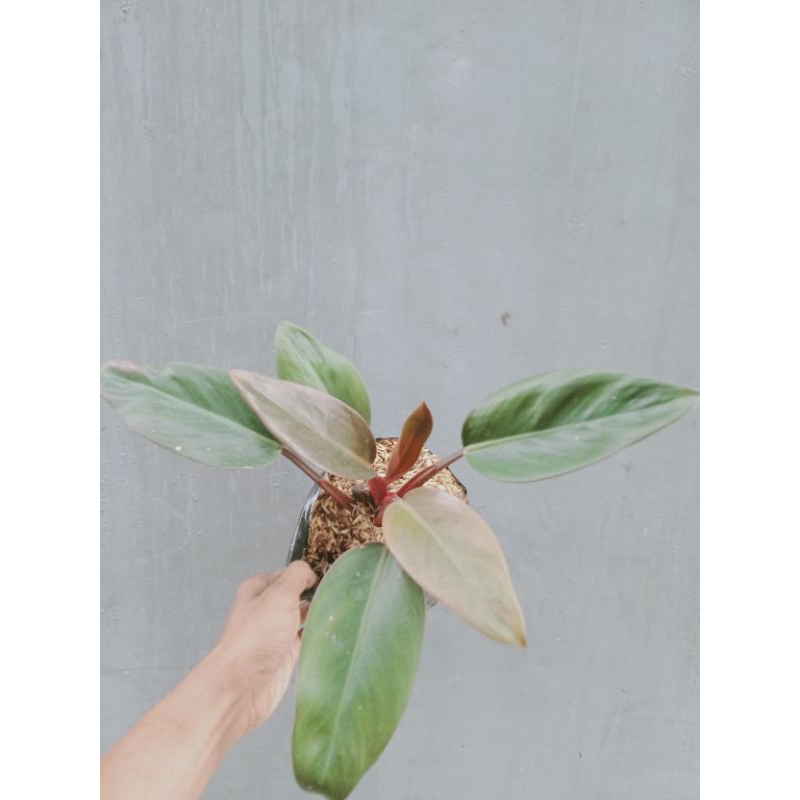 Jual Tanaman philodendron red congo atau philo rojo congo | Shopee ...