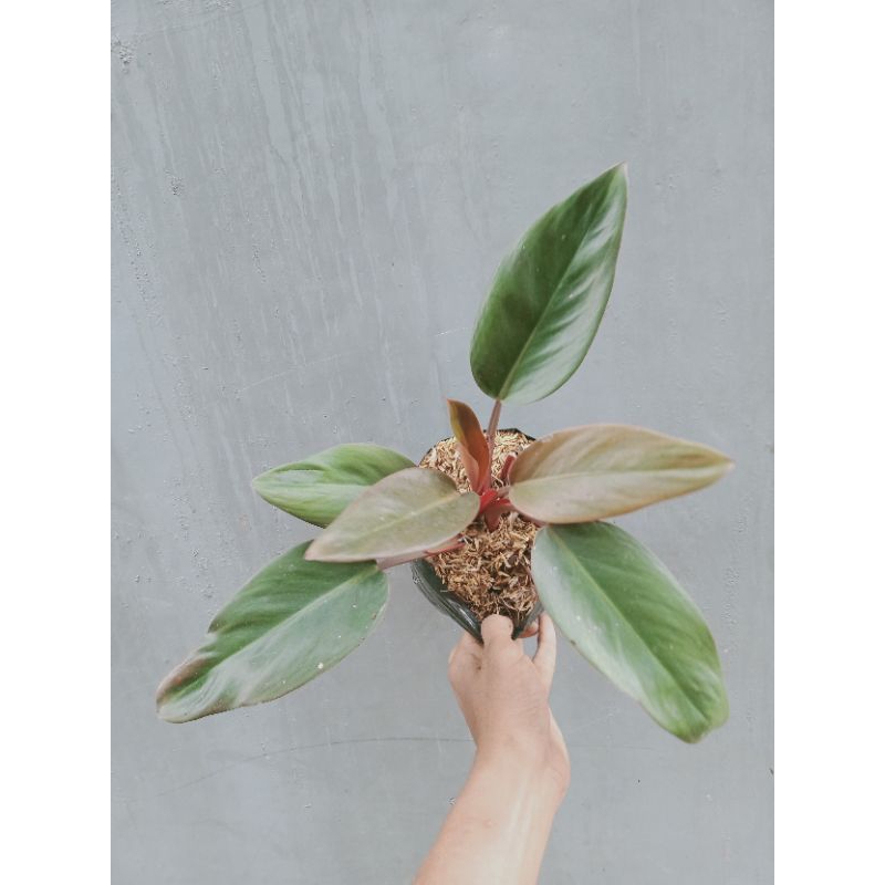 Jual Tanaman philodendron red congo atau philo rojo congo | Shopee ...