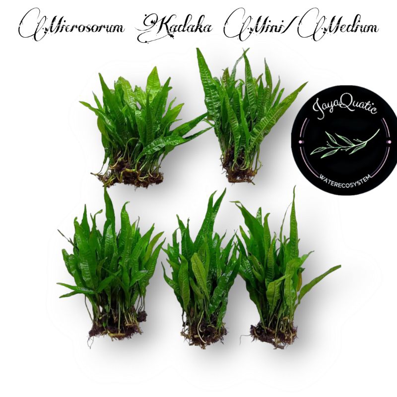 Jual Microsorum/Mikrosorum Pteropus Javafern Kadaka Mini/Medium Porsi ...