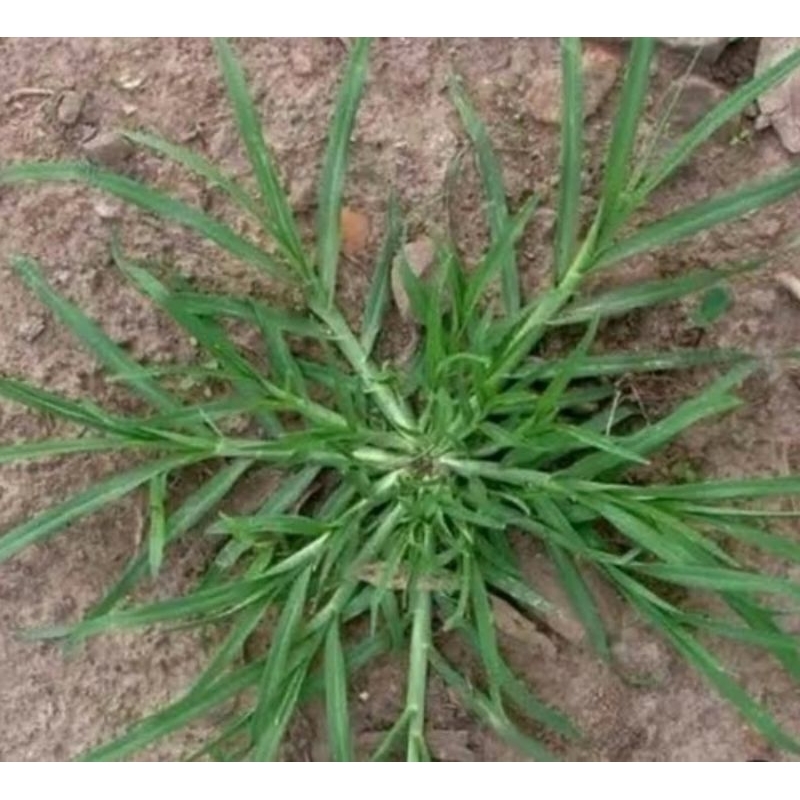Jual Rumput Belulang Segar | Shopee Indonesia