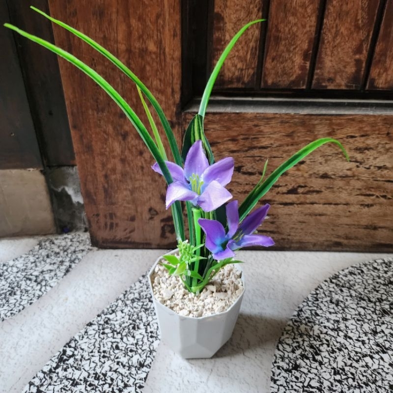 Jual Bunga Lily Bintang Rumput + Pot | Shopee Indonesia