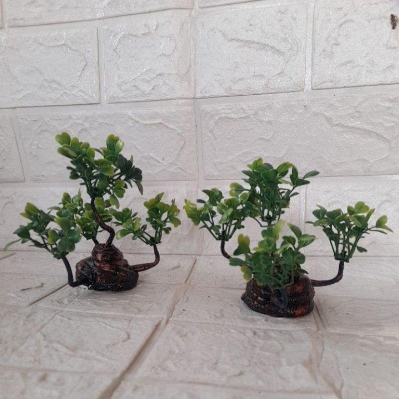 Jual Bonsai Aquarium aquascape tanaman hias dekorasi aquarium aquascape