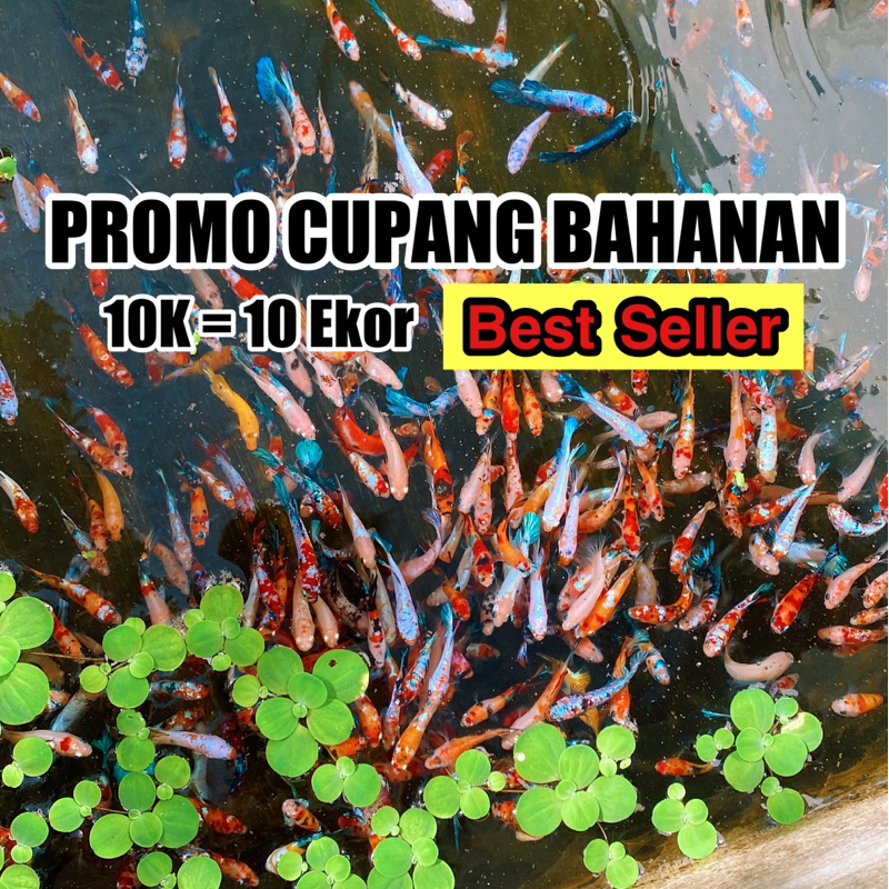 Jual PROMO SPESIAL CUPANG BAHANAN 10K DAPET 10E BEST SELLER (JENIS DAN ...