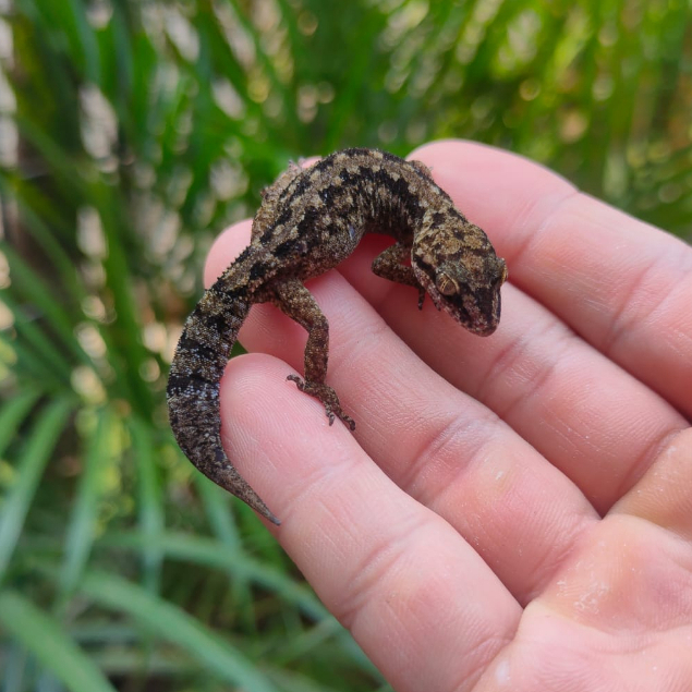 Jual Semiadi's Bent Toed Gecko / Cyrtodactylus Semiadii / Tokek Batu ...