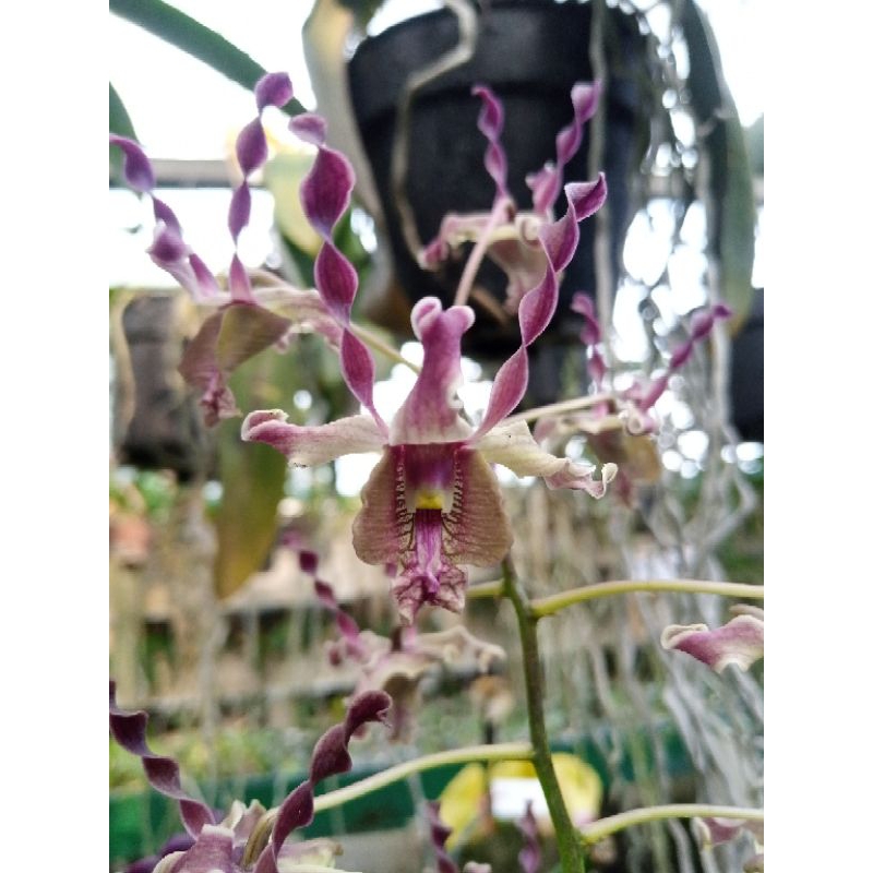 Jual Botolan Dendrobium Hybrid Murah Isi 25-30 Bibit | Shopee Indonesia