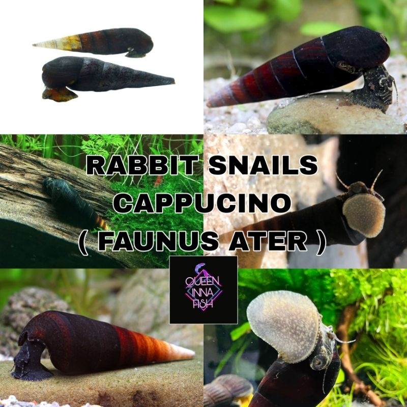 Jual rabbit snails / keong pembersih / keong aquascape / keong kelinci ...
