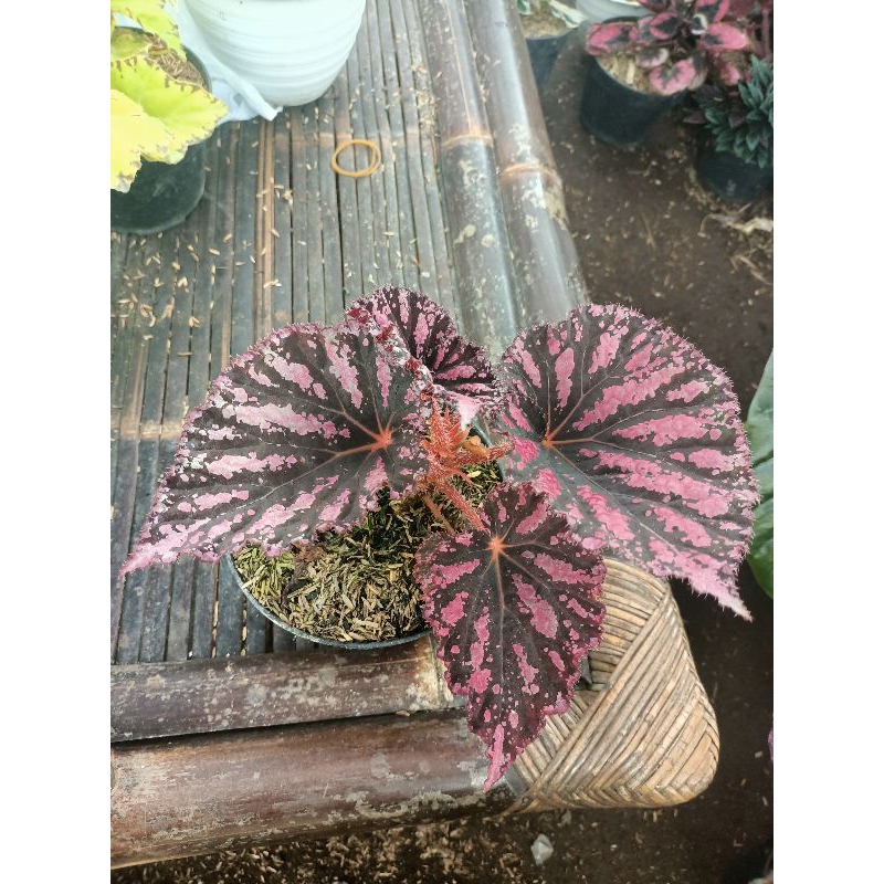 Jual Begonia red rex | Shopee Indonesia