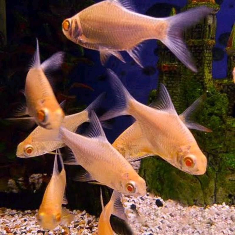Jual IKAN KAVIAT ALBINO | Shopee Indonesia