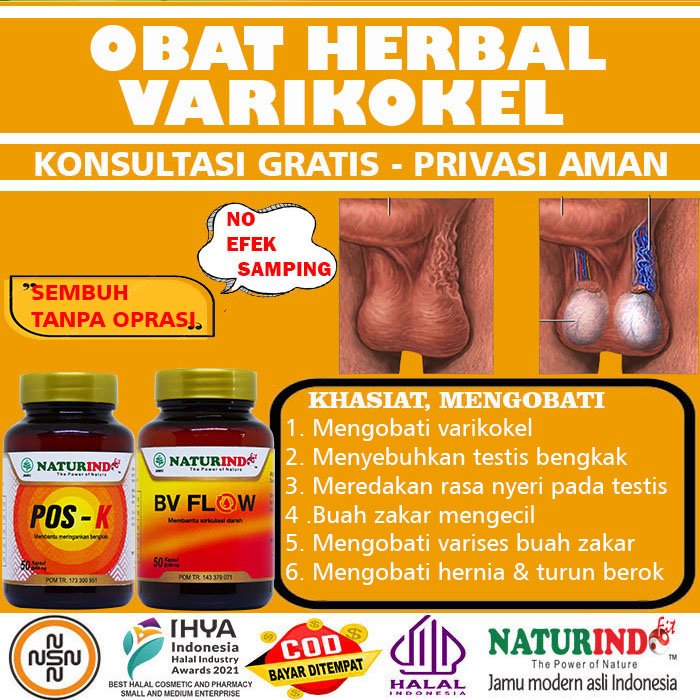 Jual Obat Varikokel Herbal Buah Zakar Bengkak Mandul Nyeri Testis Bv