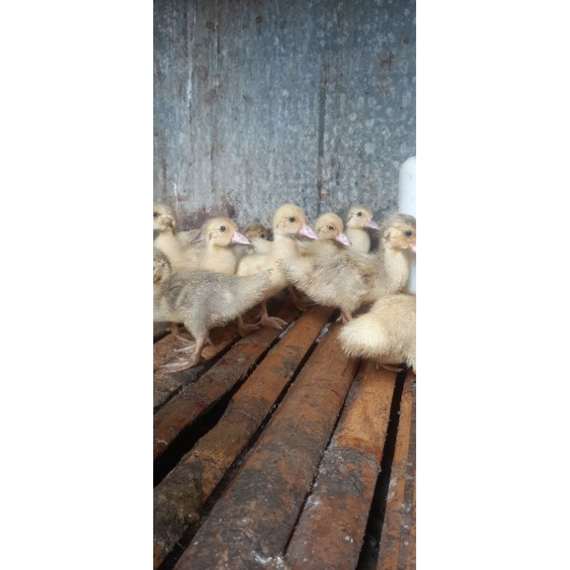 Jual Anak entok / mentok Rambon Asli | Shopee Indonesia