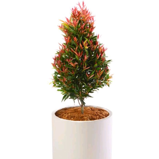 Jual ( BISA COD ) Tanaman Hias Pohon Pucuk Merah Bibit Tanaman Pucuk