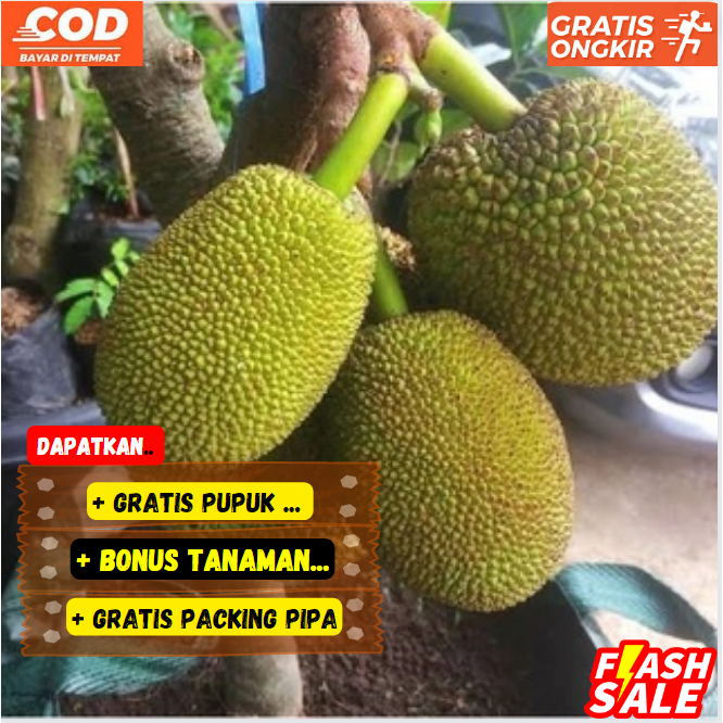 Jual Bibit Pohon Nangka Mini Tanam Di Pot Super Unggul Cepat Berbuah Shopee Indonesia