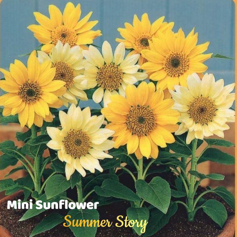 Jual Mini Sunflower Summer Story Shopee Indonesia