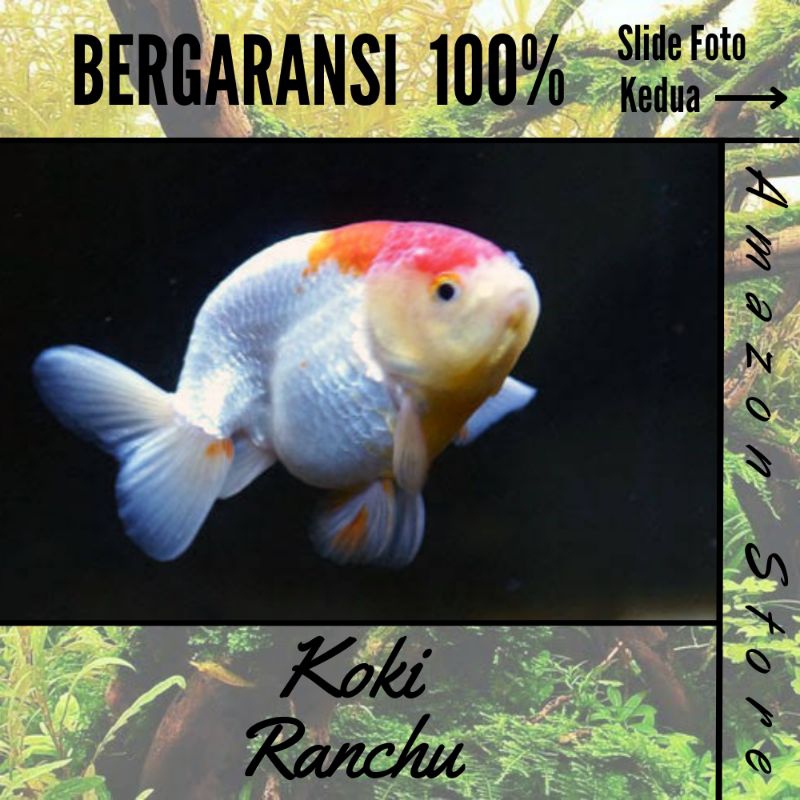 Jual Ikan Maskoki Rancu / ikan hias air tawar | Shopee Indonesia