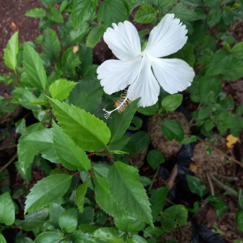 Jual TANAMAN HIBISCUS WHITE/BUNGA RAYA PUTIH | Shopee Indonesia