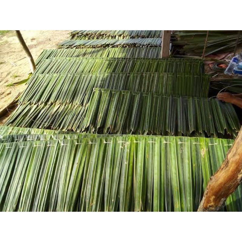 Jual 25 Lembar atap daun rumbia-atap dahon 25pcs | Shopee Indonesia