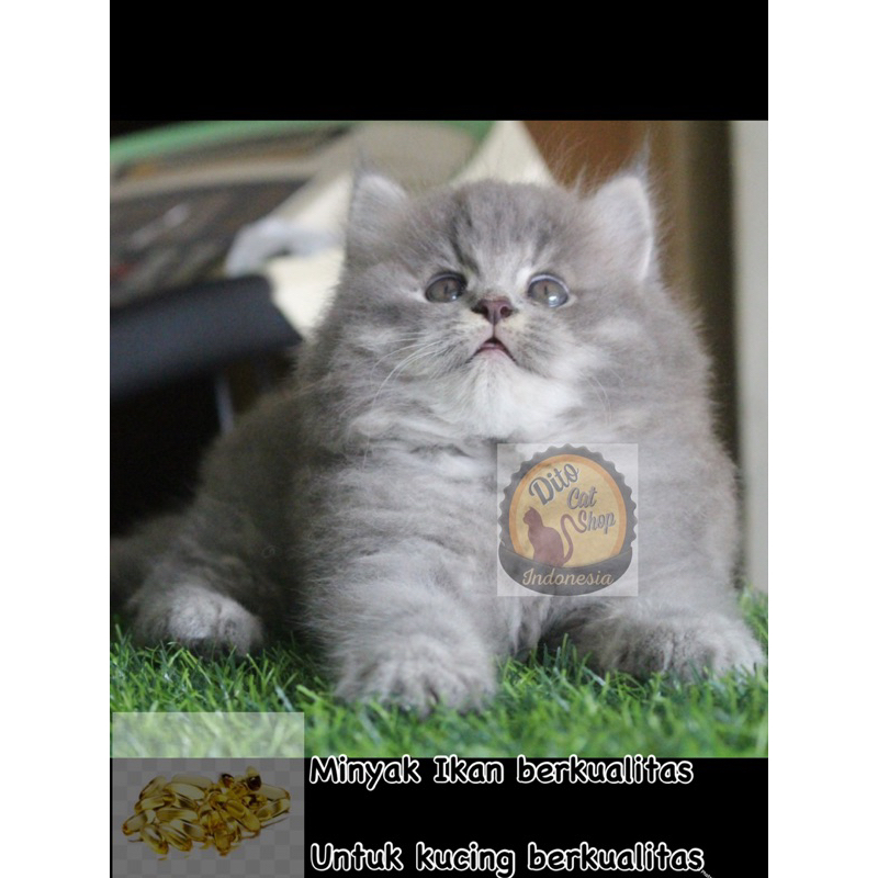 Jual Kucing Persia Himalaya Ragdol Munchkin Long Hair Bigbone | Shopee