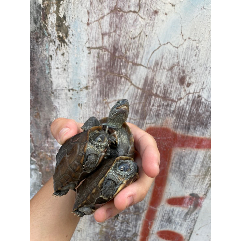 Jual Kura Kura Cynemis Turtle 5-6 Cm Grade A | Shopee Indonesia