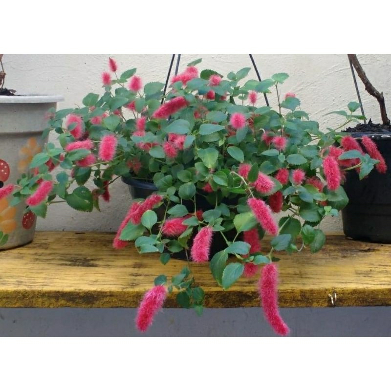 Jual ekor kucing tanaman hias gantung Acalypha hispida | Shopee Indonesia