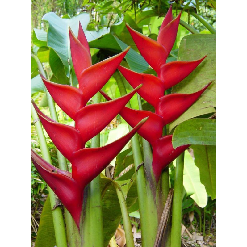Jual TANAMAN HIAS HELICONIA CARIBAE - helikonia Maribae (Red Flower ...