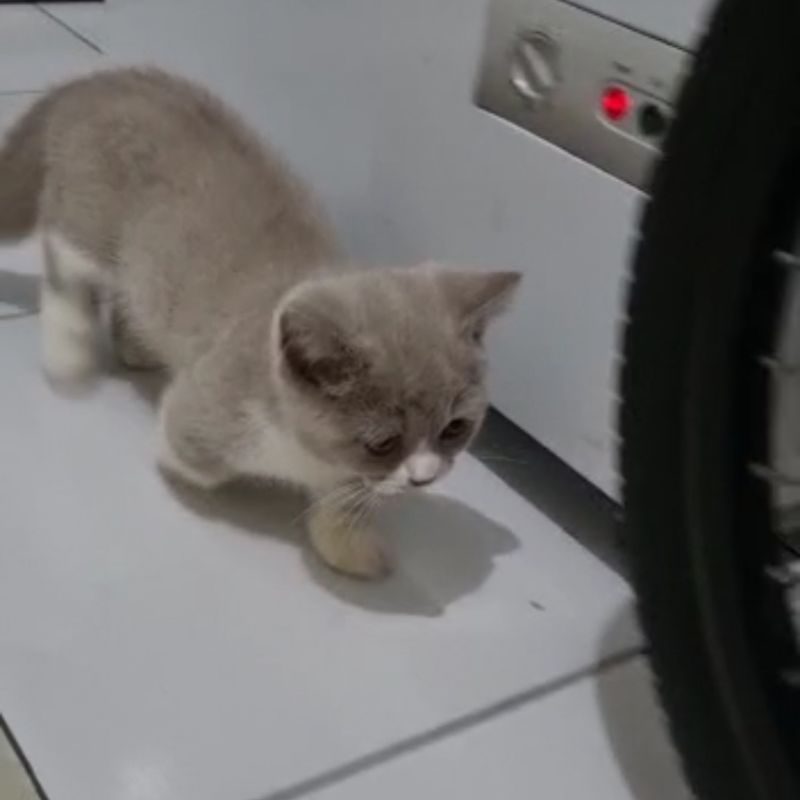 Jual kucing / munchkin bsh jantan / kucing cebol | Shopee Indonesia