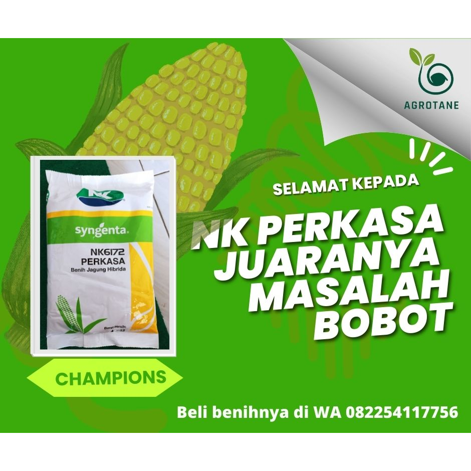 Jual BENIH JAGUNG HIBRIDA NK 6172 PERKASA / BENIH JAGUNG PERKASA ...