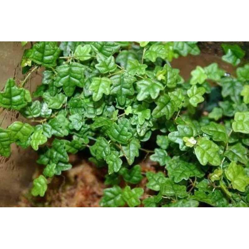 Jual Ficus Pumila Quercifolia/Thunbergii/String Of Frogs/Oakleaf Ficus ...