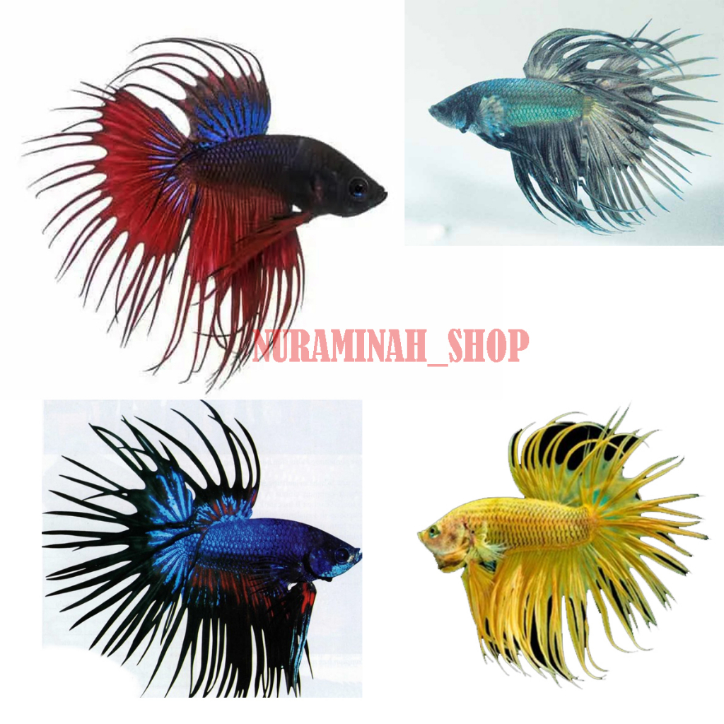 Jual Ikan Cupag Serit - Cupang Crowntail Jantan Mekar Rumbai Keren ...
