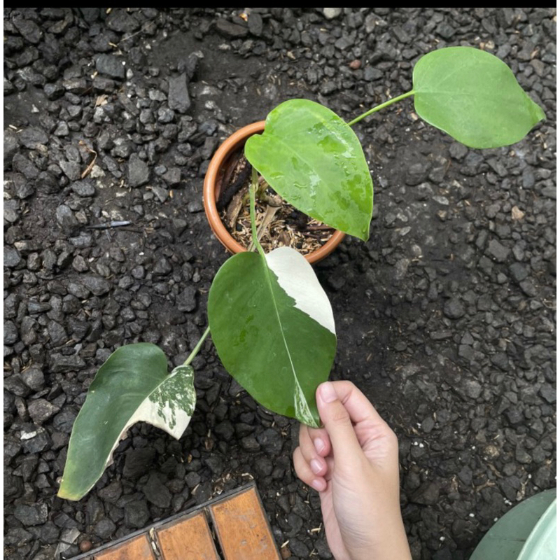 Jual Monstera Variegata / monvar / varigata / deliciosa | Shopee Indonesia