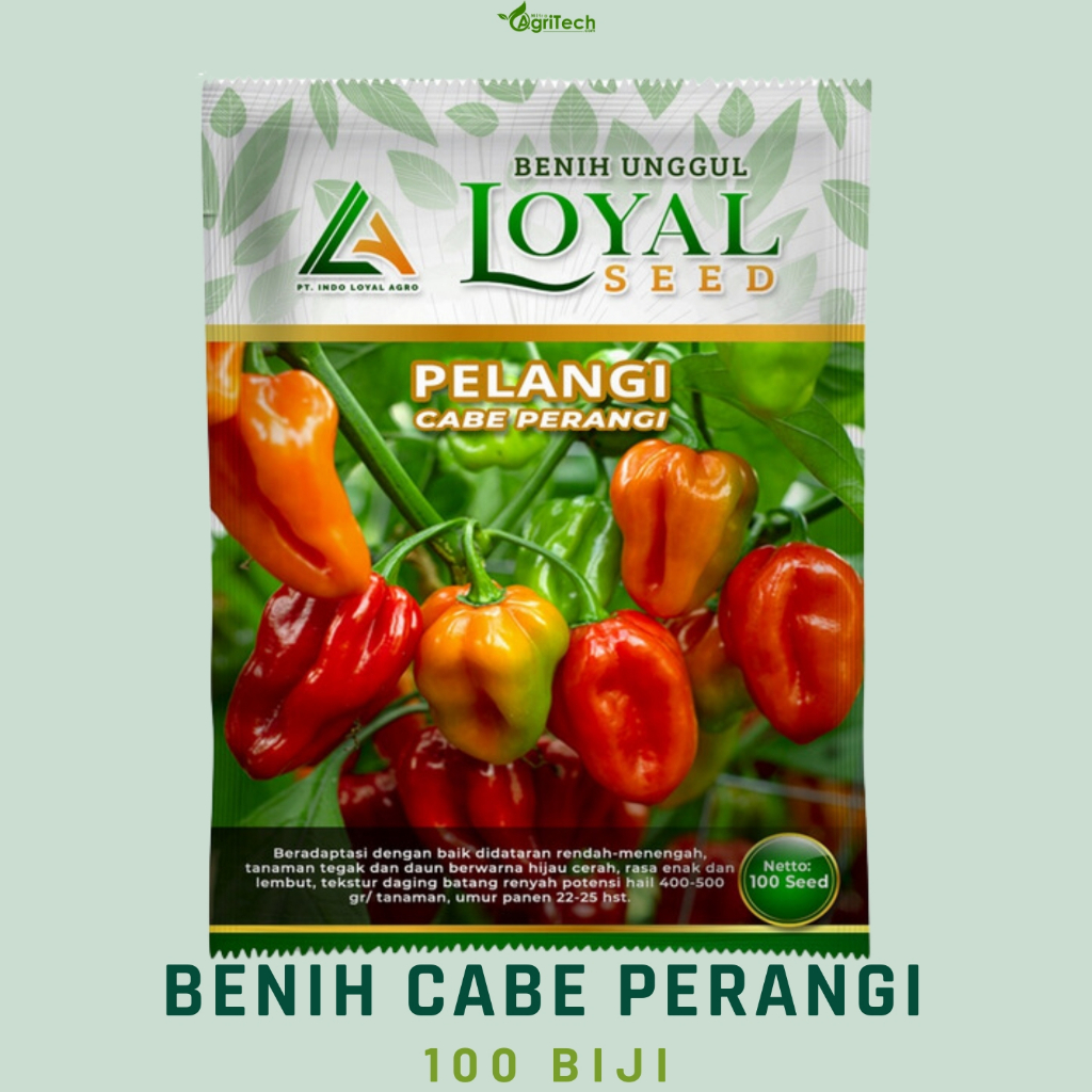 Jual BENIH CABE PERENGGI CABE BAKUL CABE KATOKAN CABE GANDOT / BIBIT ...