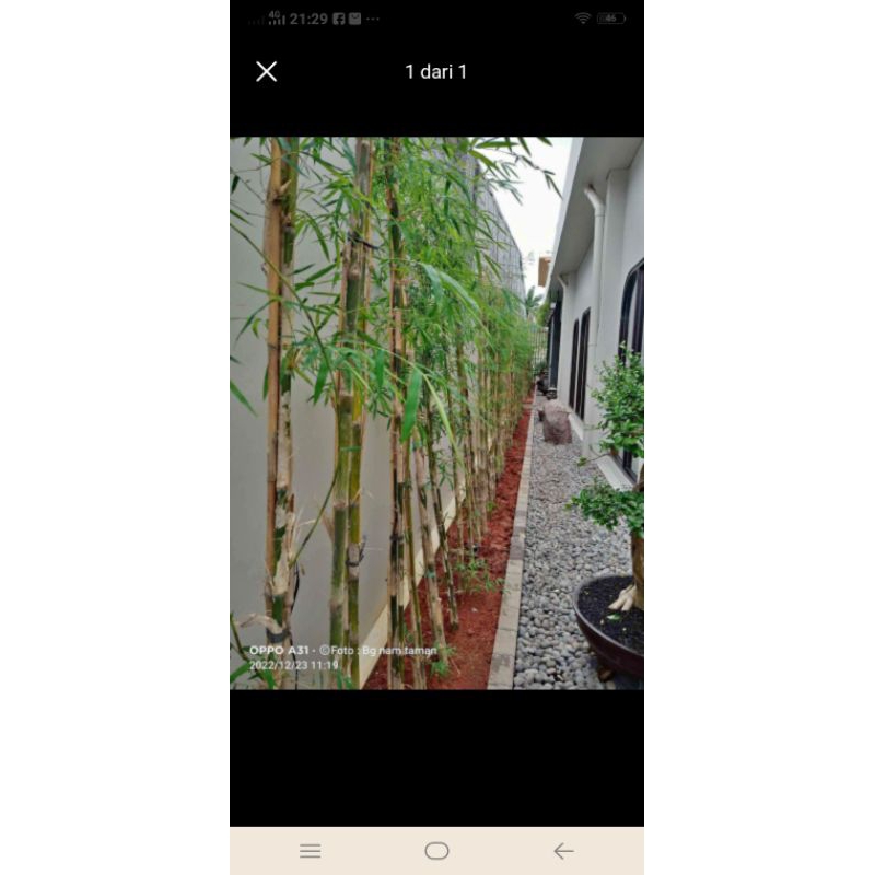 Jual Pohon Bambu Jepang Pagar Bambu Jepang Shopee Indonesia