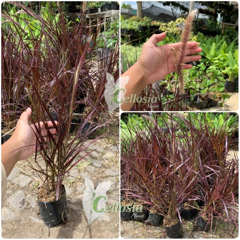 Jual Bibit Tanaman Rumput Alang - Alang Ekor Kuda Merah | Shopee Indonesia