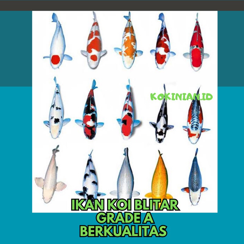 Jual Bibit Koi Blitar Good Quality Shopee Indonesia