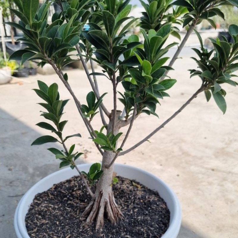 Jual Bahan Bonsai Ficus Elegan Pecah Batang 8 Shopee Indonesia