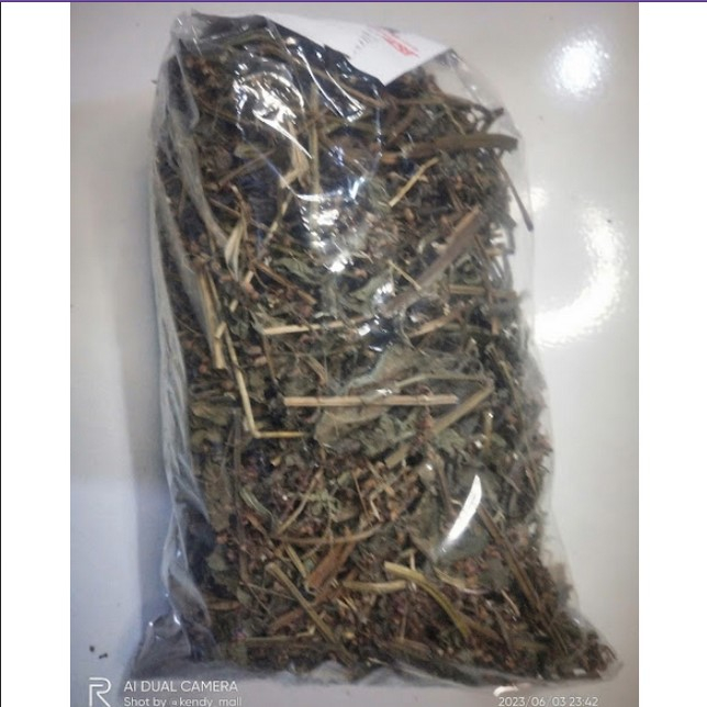 Jual Daun Bangun Bangun Kering / Daun Kering Bangun Bangun Meredakan ...