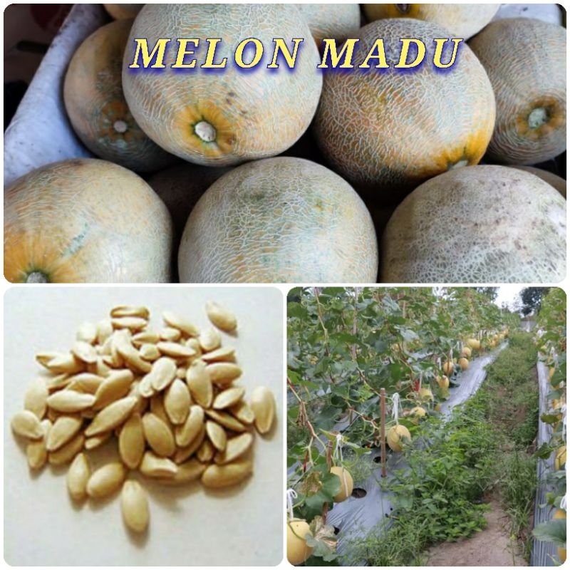 Jual ( 1000 biji) benih melon madu unggul/melon manis Shopee Indonesia