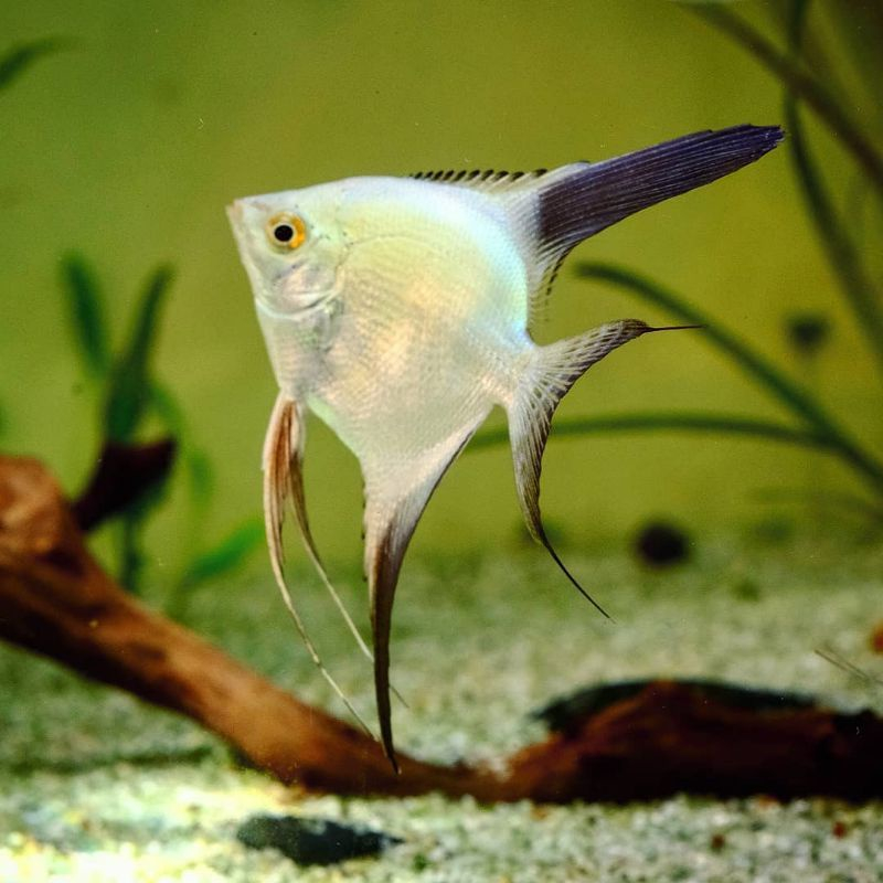 Jual manfish bsp 2-3cm | Shopee Indonesia