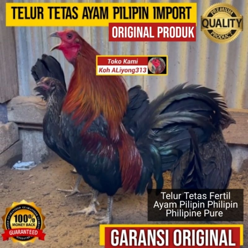 Jual TELUR TETAS FERTIL AYAM ADUAN PILIPIN PHILIPIN PHILIPINE PURE