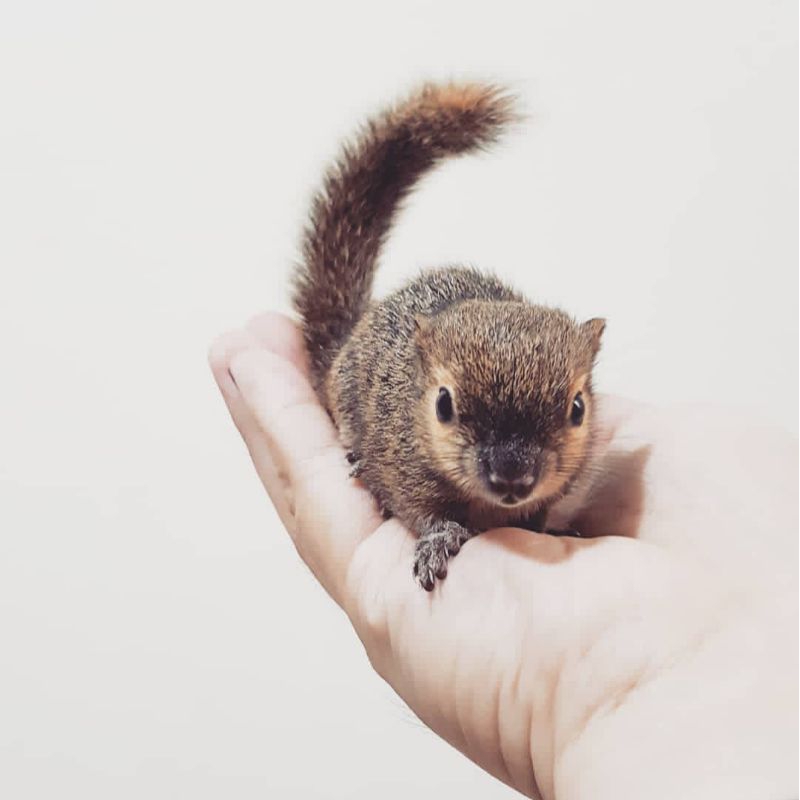 Jual Hiasan !! Mainan anak lucu ( Callosciurus notatus/Sepasang Tupai