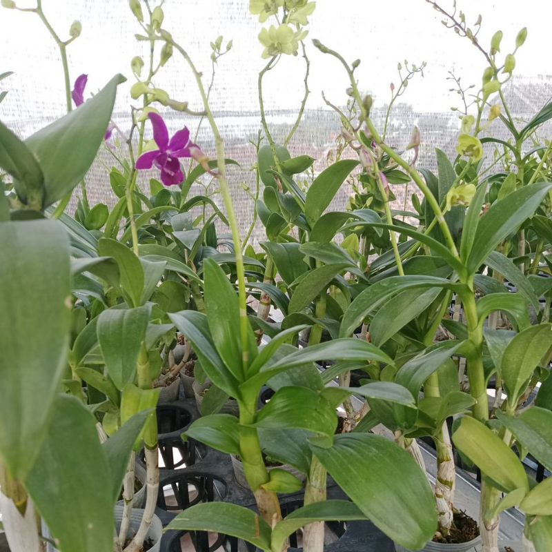 Jual dendro rimbun | Shopee Indonesia